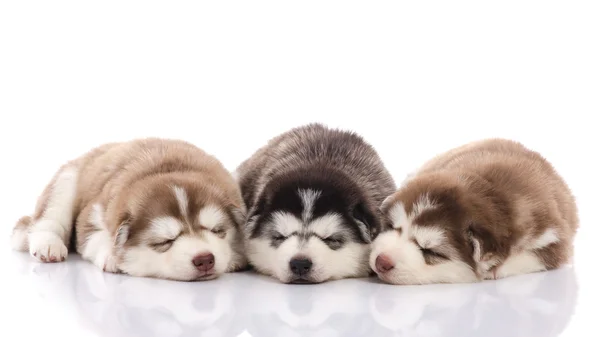 Três filhotes siberianos husky dormindo — Fotografia de Stock