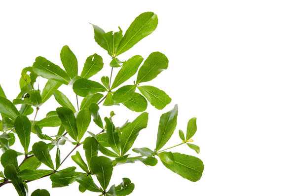 Close up green leaves on white background 