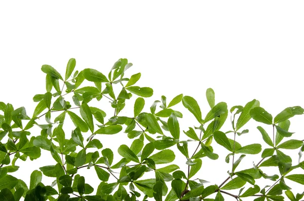 Zbliżenie zielony liść na białym tle — Zdjęcie stockowe