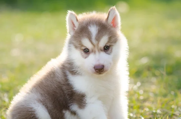 Lindo cachorro husky siberiano sobre hierba verde —  Fotos de Stock