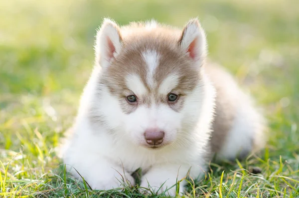 Bonito siberiano husky filhote de cachorro no verde grama — Fotografia de Stock