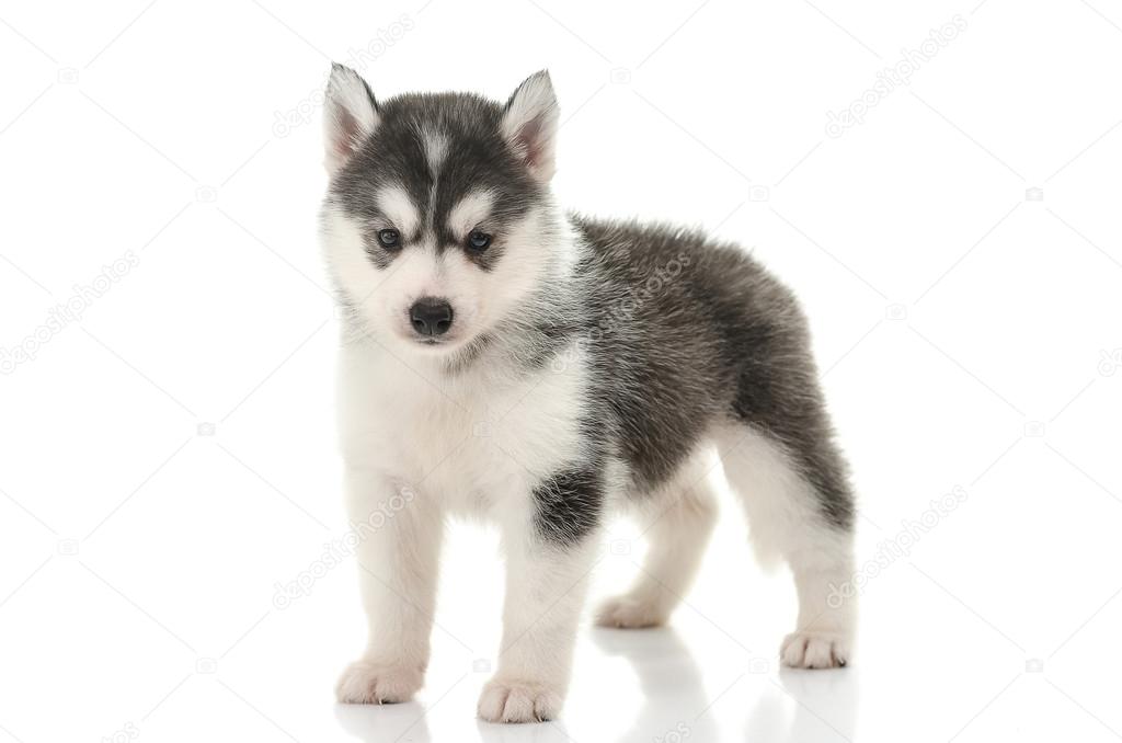 Beautiful siberian husky puppy standing 