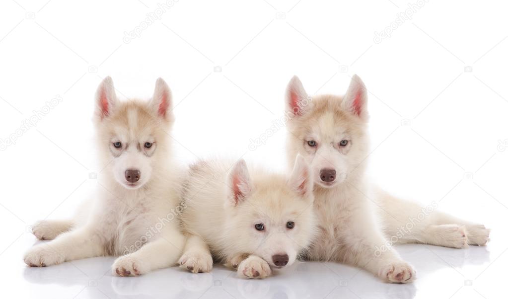 Three siberian husky puppies laying on white background 