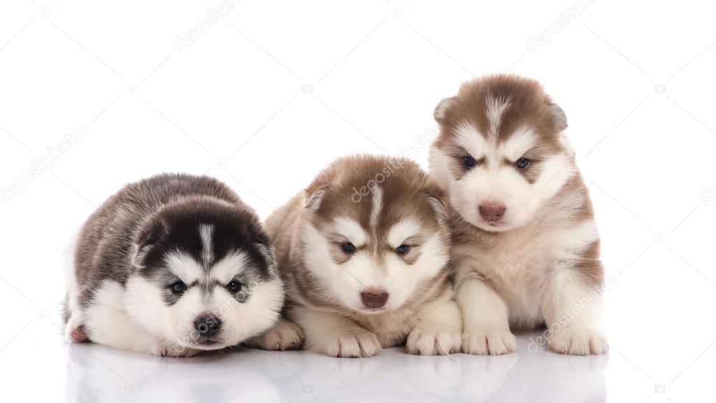 Three siberian husky puppies 