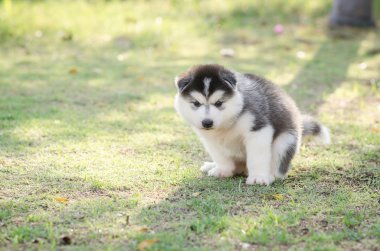 Yeşil çimenlerin üzerinde kaka şirin Sibirya husky yavrusu