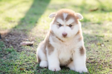 oturma sevimli Sibirya husky yavrusu  