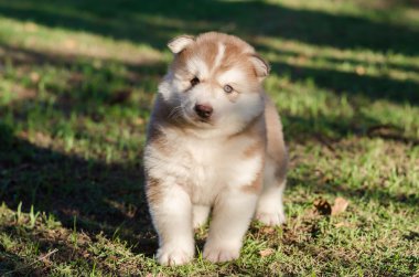 sevimli küçük Sibirya husky köpek yavrusu ayakta  