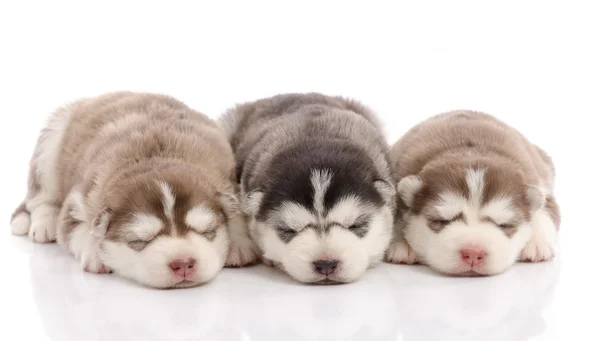 Tre cuccioli husky siberiani che dormono su sfondo bianco — Foto Stock