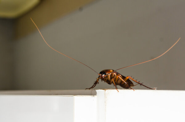 Закрыть таракана на белом шкафу
 