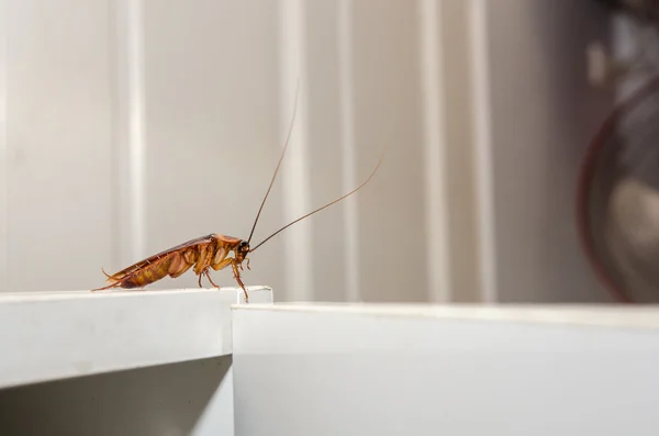 Cierra una cucaracha en un armario blanco — Foto de Stock