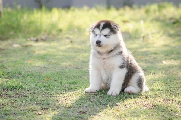Sevimli küçük Sibirya husky köpek oturan ve gözlerimizi kapamamızı söylediler — Stok fotoğraf