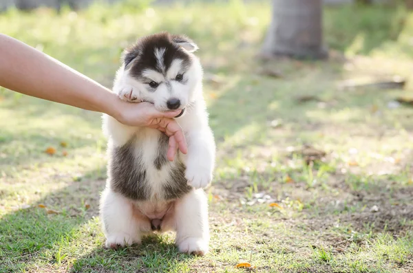 Pequeno cachorro husky siberiano mordendo a mão — Fotografia de Stock