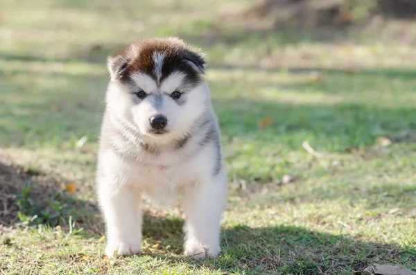 Bonito pouco siberiano husky filhote de cachorro de pé no verde grama — Fotografia de Stock