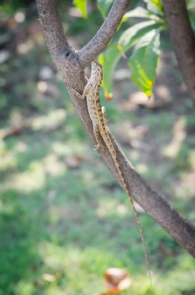 Close up chameleon — Stock Photo, Image
