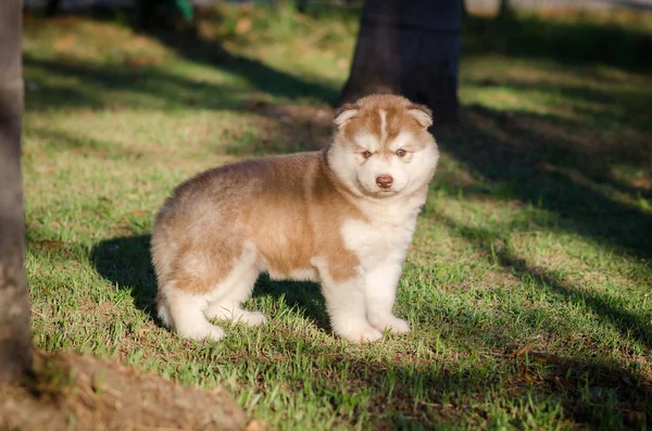 Lindo poco siberiano husky cachorro de pie —  Fotos de Stock