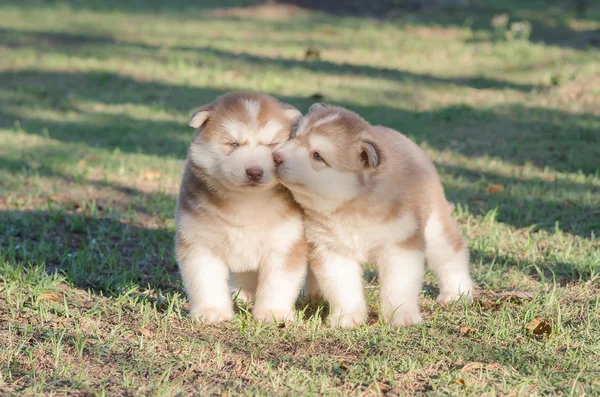 Dos cachorros husky siberianos besándose —  Fotos de Stock