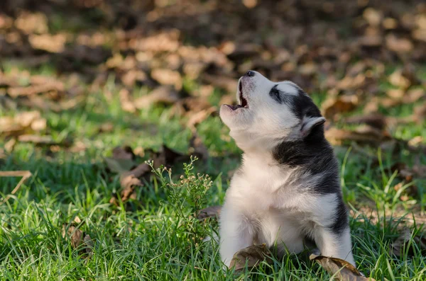Roztomilý sibiřský husky sezení a vytí — Stock fotografie