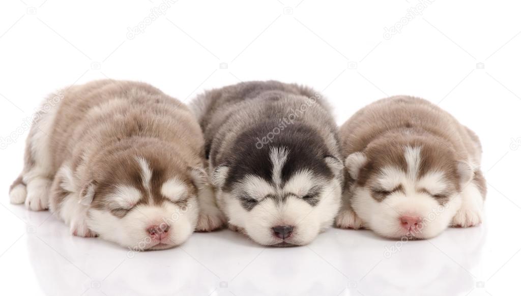 Three siberian husky puppies sleeping on white background 