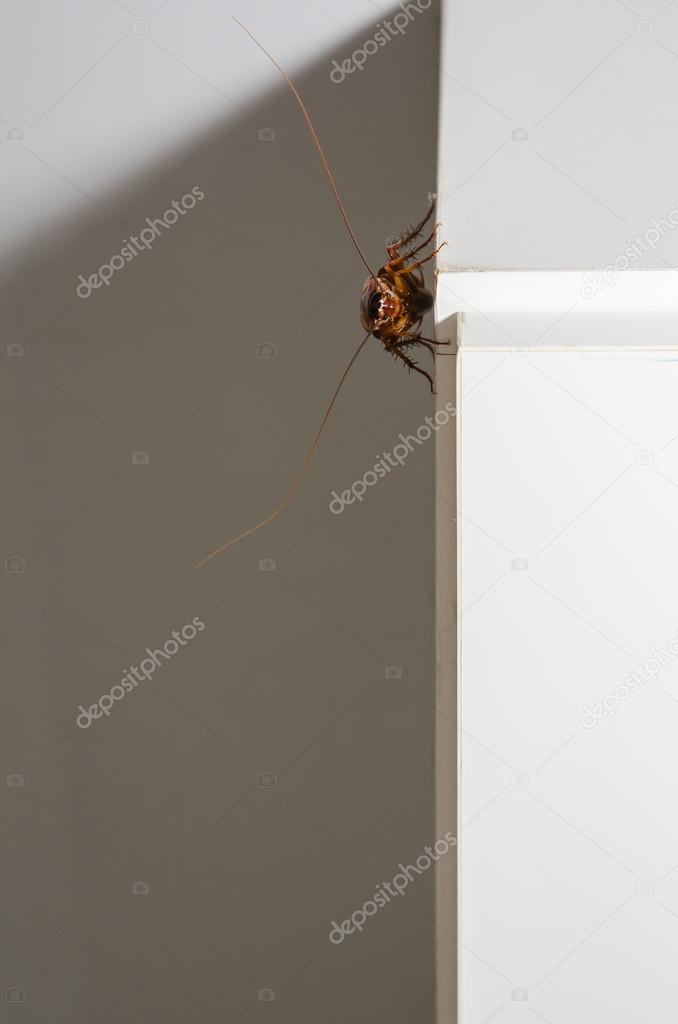 Close up a cockroach on the wall