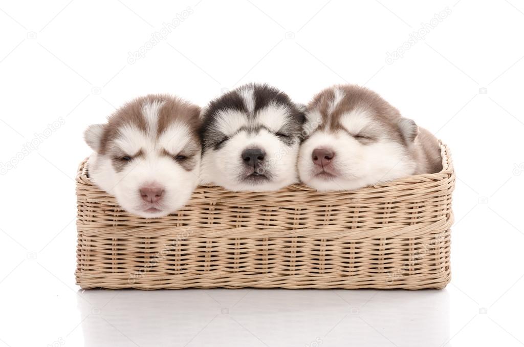 Three siberian husky puppies sleeping in basket
