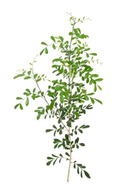 yeşil yapraklar izole 