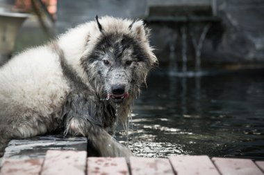 kirli siberian dış yapraklar kapatın