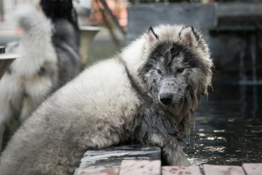 kirli siberian dış yapraklar kapatın
