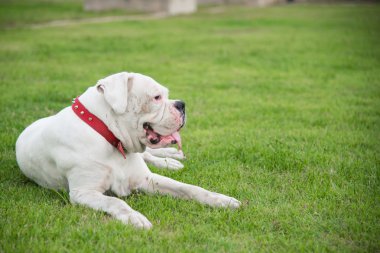 Yalan beyaz boxer köpek