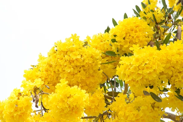 Árbol trompeta de plata — Foto de Stock