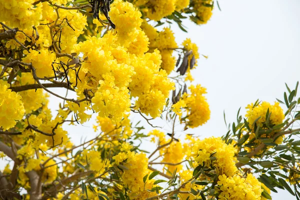 Árbol trompeta de plata — Foto de Stock