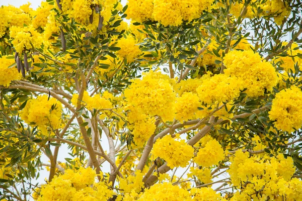 Árbol trompeta de plata — Foto de Stock