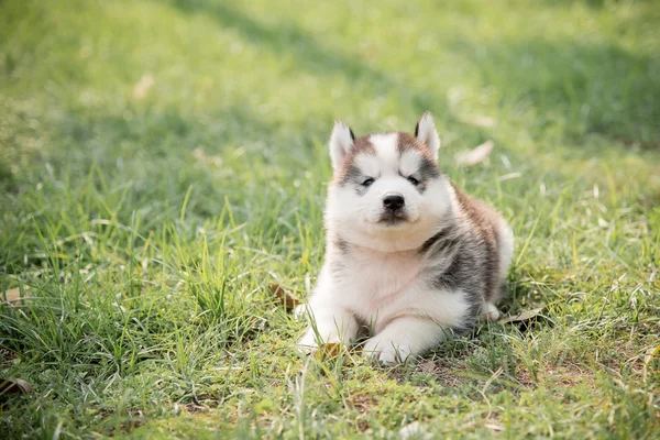 Bonito pouco siberiano husky filhote de cachorro sentado — Fotografia de Stock