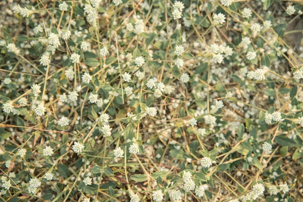 Flor de grama — Fotografia de Stock