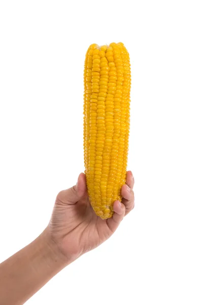 Hand holding fresh yellow corn — Stock Photo, Image