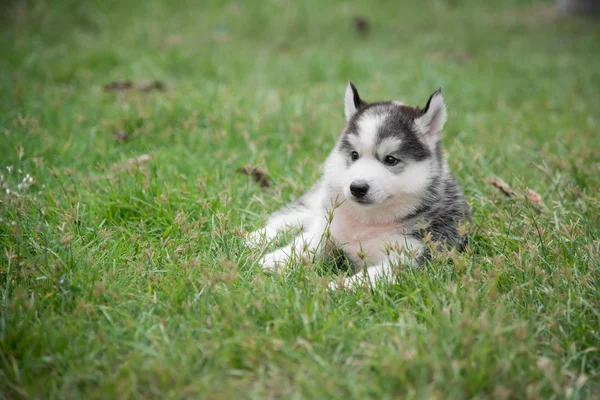 Schattig Siberische husky pup tot vaststelling van — Stockfoto