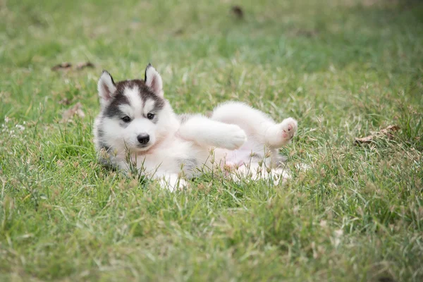 Bonito siberiano husky filhote de cachorro colocação — Fotografia de Stock