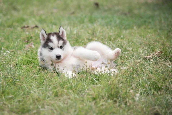 Aranyos szibériai husky kiskutya megállapításáról — Stock Fotó