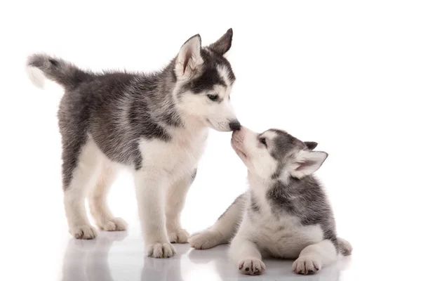 ลูกสุนัขไซบีเรียฮัสกี้สองตัวจูบกันบนพื้นหลังสีขาว — ภาพถ่ายสต็อก