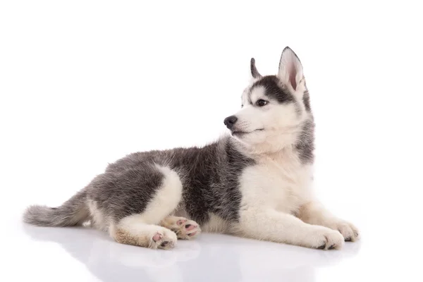 Lindo siberiano husky cachorro mintiendo — Foto de Stock