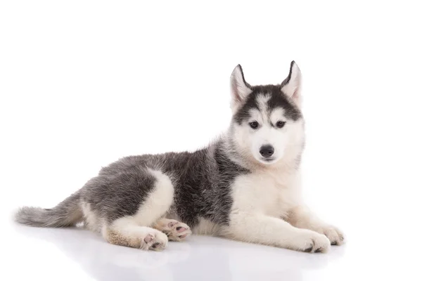 Bonito cachorro siberiano husky deitado — Fotografia de Stock