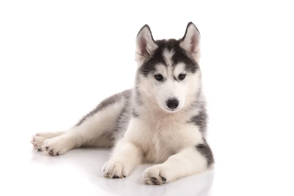 Bonito cachorro siberiano husky deitado — Fotografia de Stock