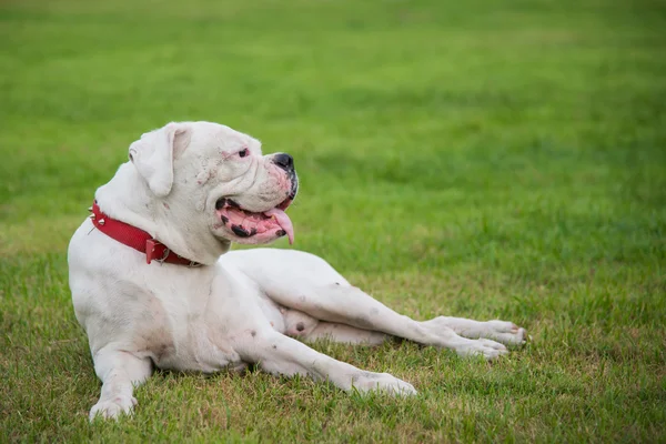 Yalan beyaz boxer köpek — Stok fotoğraf