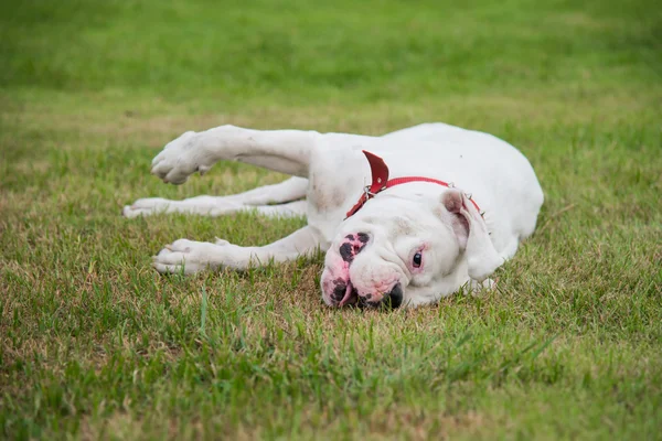 Branco boxer cão deitado — Fotografia de Stock