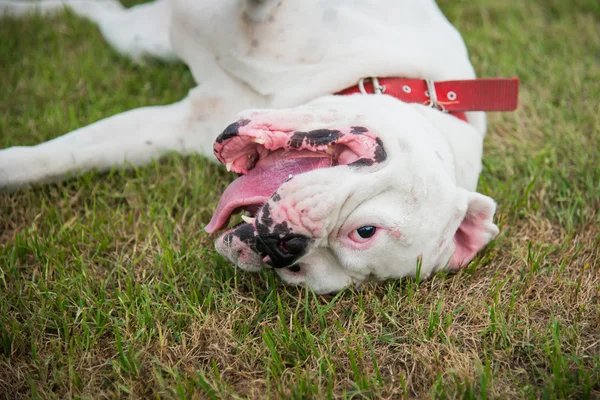 Weißer Boxerhund liegt — Stockfoto