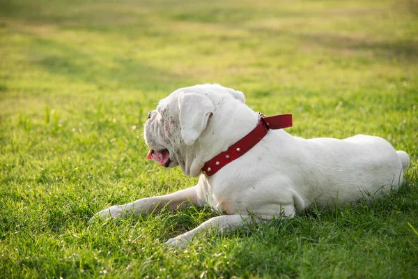 Çok yorgun beyaz köpek yeşil çim üzerinde yalan — Stok fotoğraf