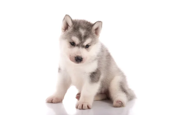 Cucciolo husky siberiano handicappato — Foto Stock