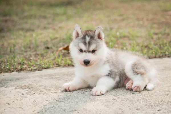 Gehandicapte Siberische husky pup — Stockfoto