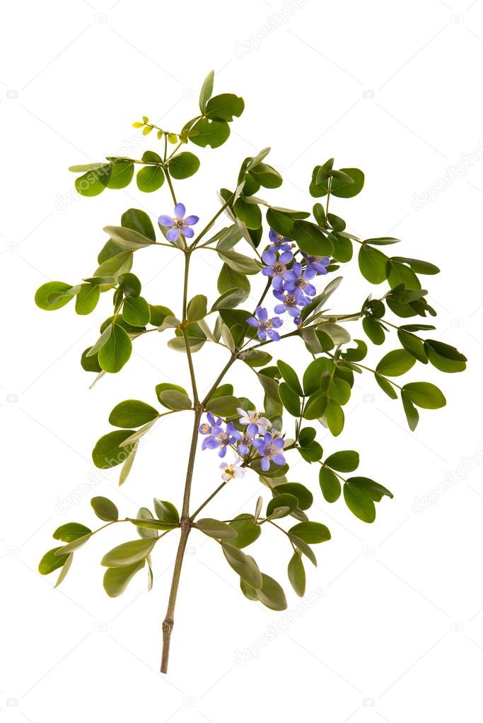 Close up little blue flowers and green leaves on white backgroun