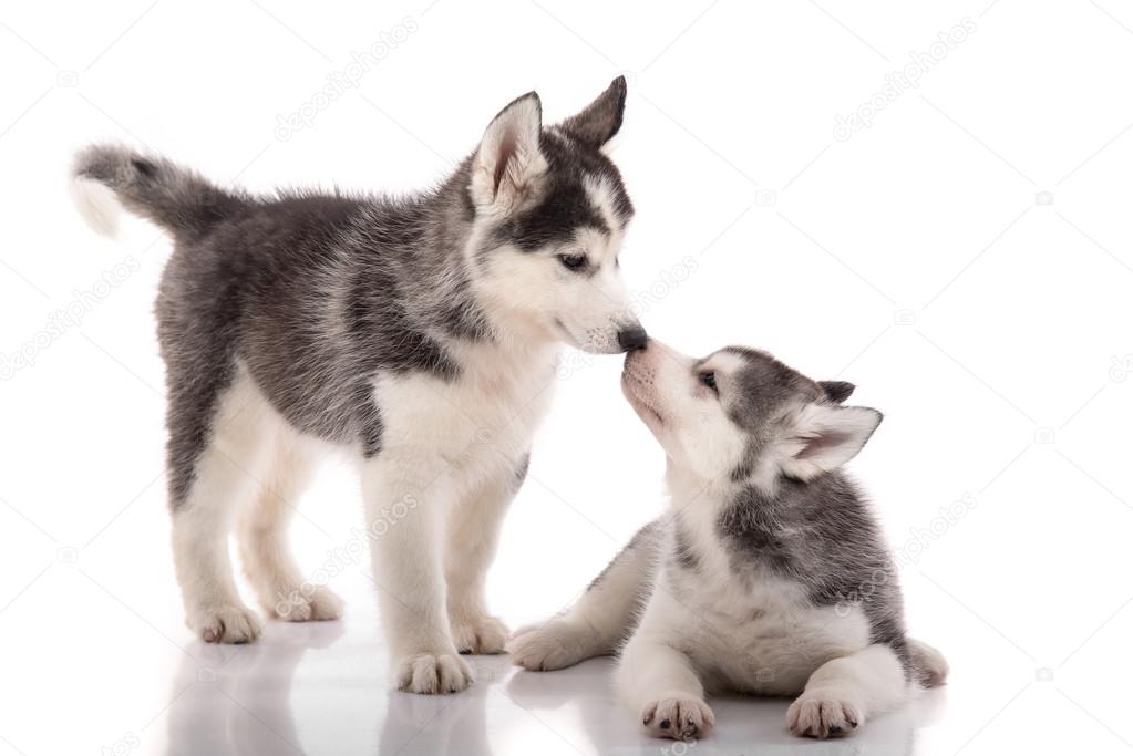 Two siberian husky puppies kissing on white background 