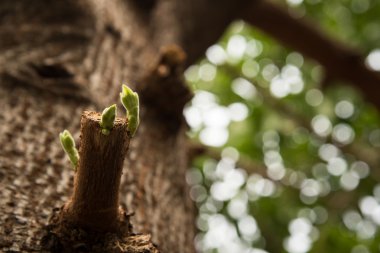 Ağaç dalı bahar, bir ağaç dalı dostum